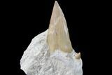 Large, Otodus Shark Tooth Fossil In Rock - Eocene #87014-2